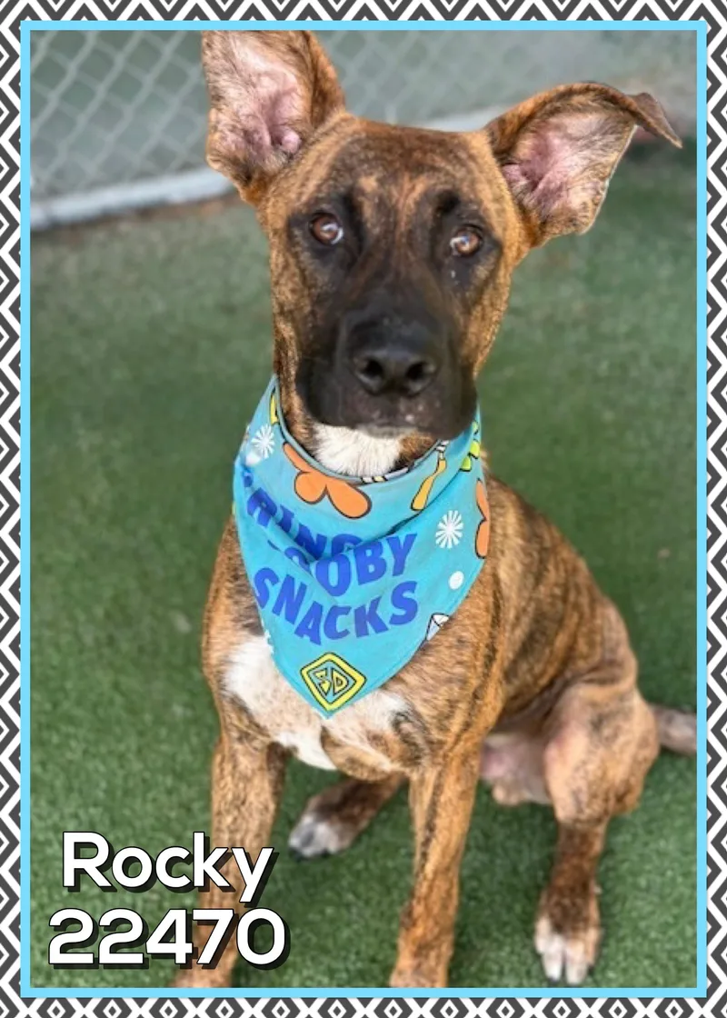 Rocky thumbnail 4