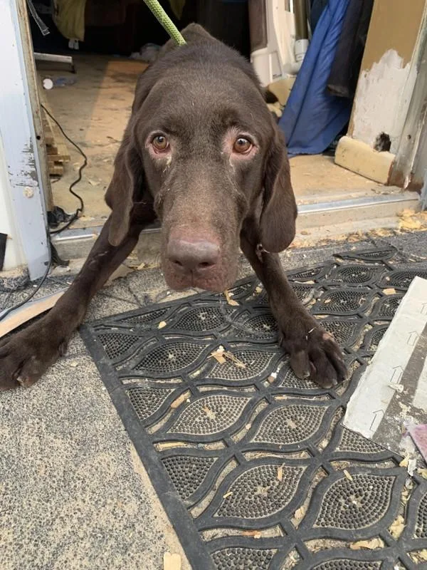 An adult large-sized male Labrador Retriever dog named A for adoption in Salisbury, MD