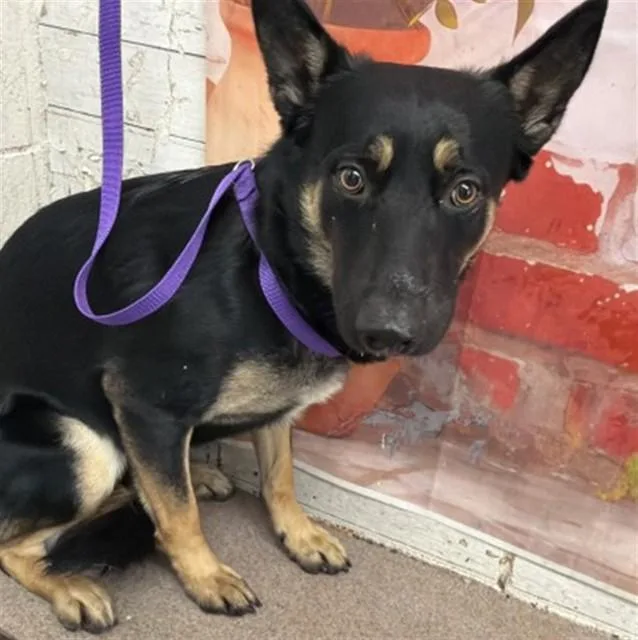 A young large-sized male German Shepherd Dog dog named Robin for adoption in San Bernardino, CA