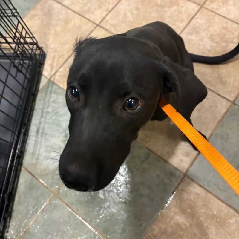 A young medium-sized male Black Mixed Breed dog named Halloween for adoption in Chattanooga, TN