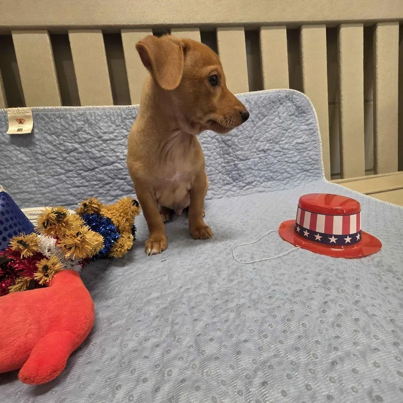 A baby small-sized male Yellow / Tan / Blond / Fawn Terrier dog named Perry for adoption in Beaumont, TX