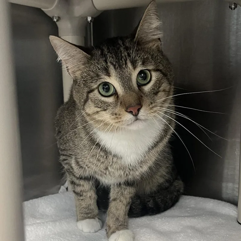 An adult medium-sized male Brown / Chocolate Domestic Short Hair cat named Anderson for adoption in Oak Park, IL