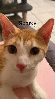 A young medium-sized male Orange & White Domestic Short Hair cat named Sparky for adoption in Oakland Park, FL