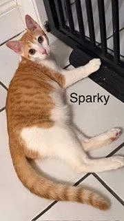 Sparky thumbnail 2