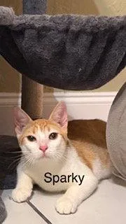 Sparky thumbnail 3