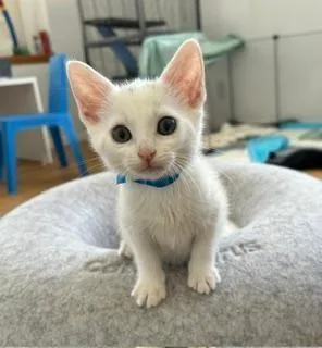 A baby small-sized female Domestic Short Hair cat named Daphne for adoption in Camarillo, CA