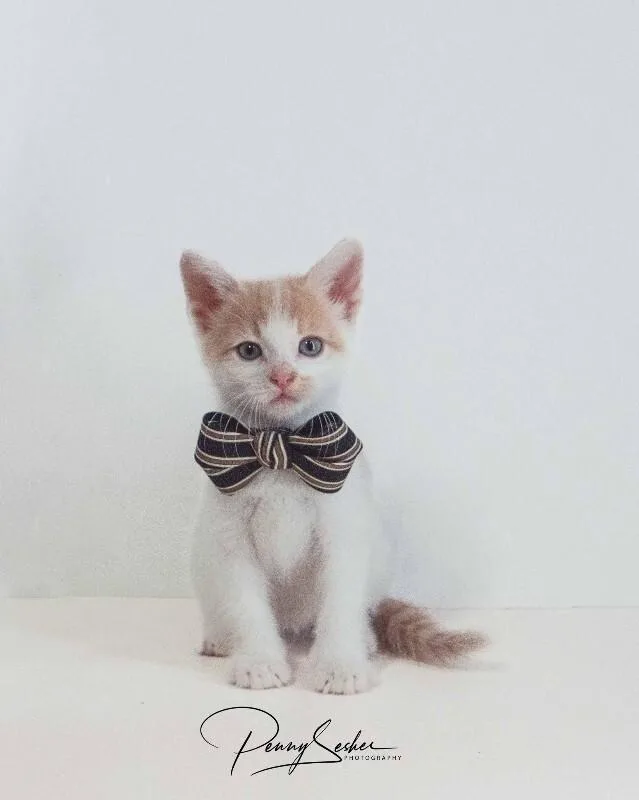 A baby medium-sized male Domestic Short Hair cat named Brioche for adoption in Belton, MO