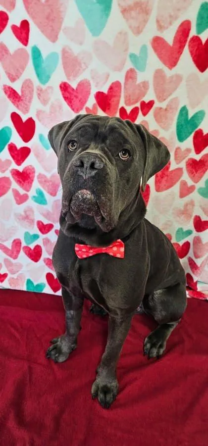 Zeus