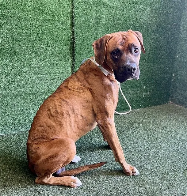 An adult large-sized male Boxer dog named Lucas for adoption in Lancaster, CA