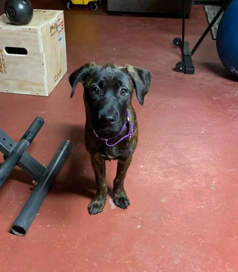 A baby large-sized female Mixed Breed dog named Amber for adoption in Griswold, CT