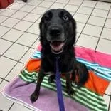 A young medium-sized female Shepherd dog named Amy for adoption in Tampa, FL