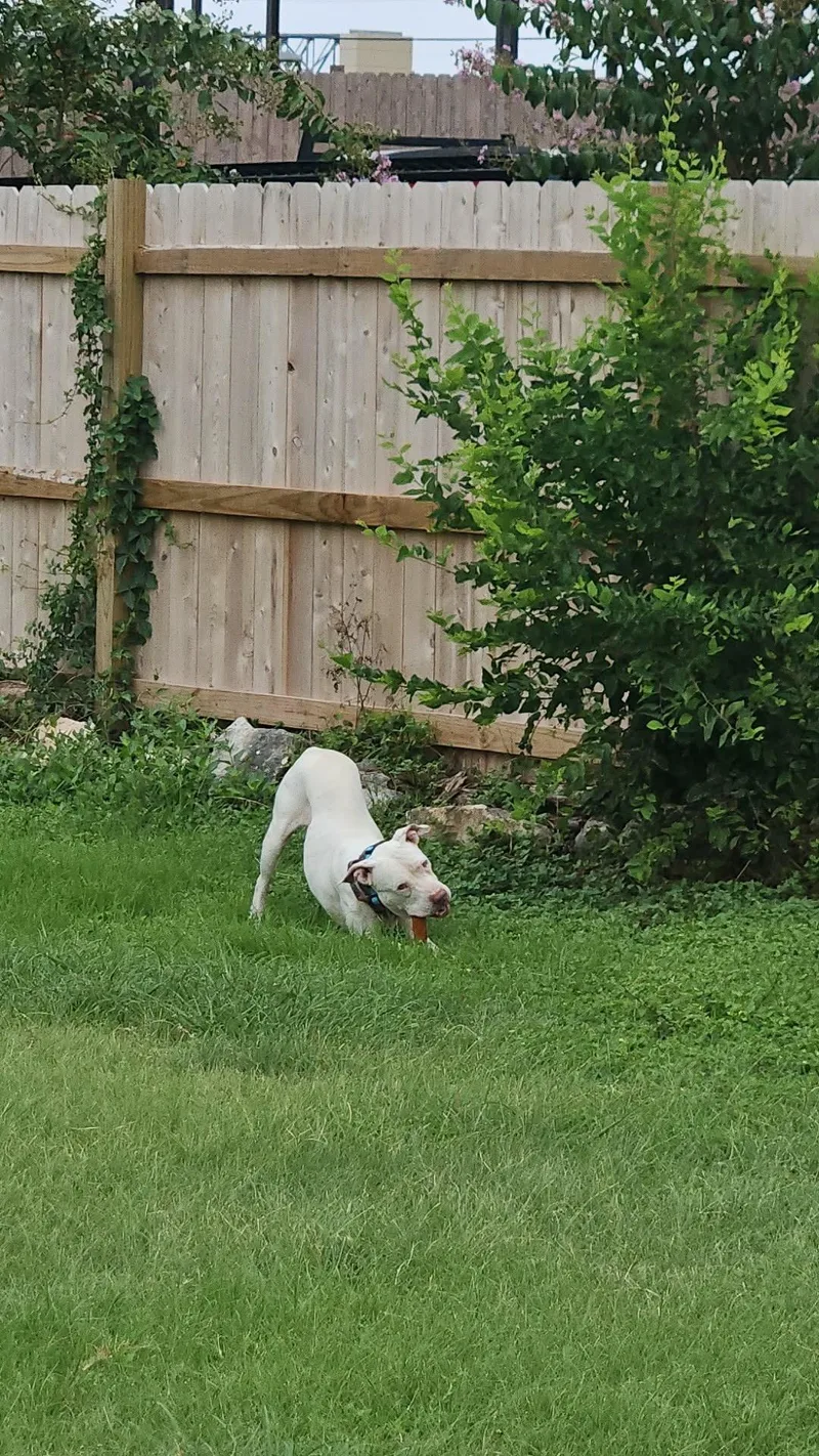 A young medium-sized female White / Cream American Staffordshire Terrier dog named Quinn for adoption in Mico, TX