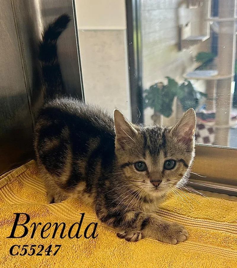 Brenda