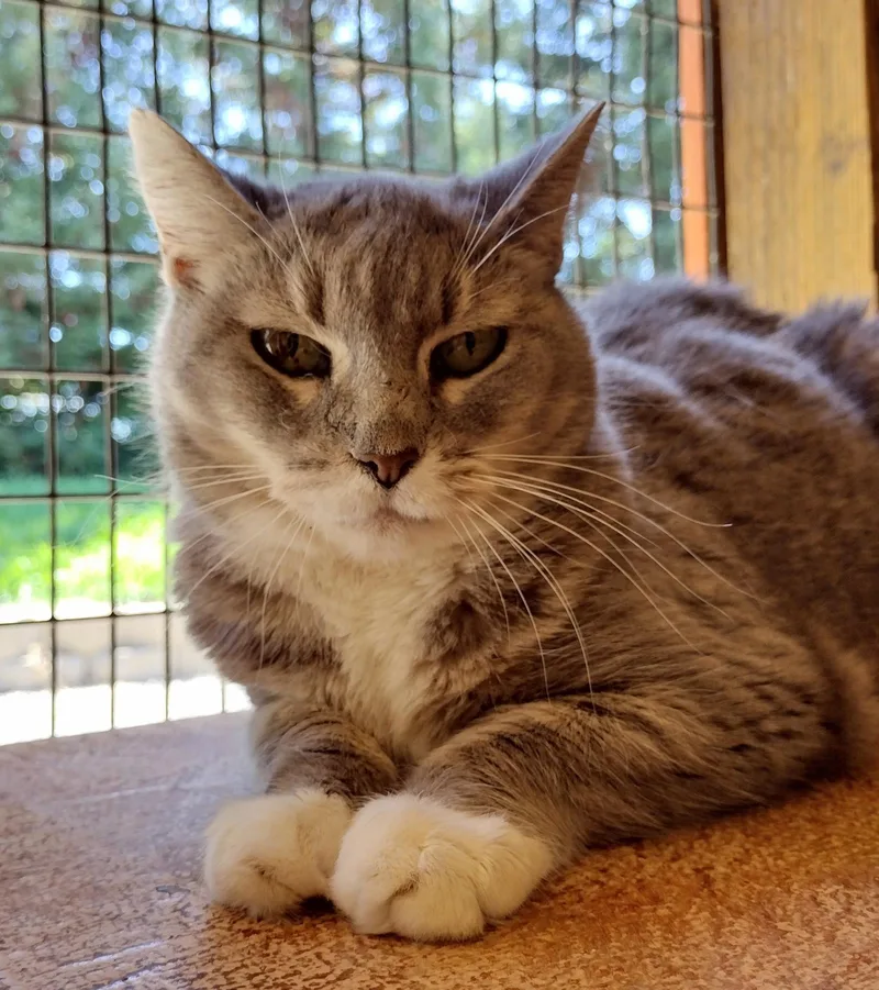 A senior medium-sized female Domestic Short Hair cat named Secret for adoption in Lincoln, CA