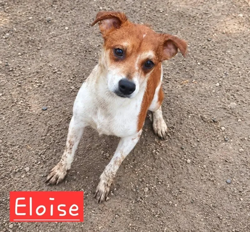 A baby small-sized female Rat Terrier dog named Eloise for adoption in Minneapolis, MN