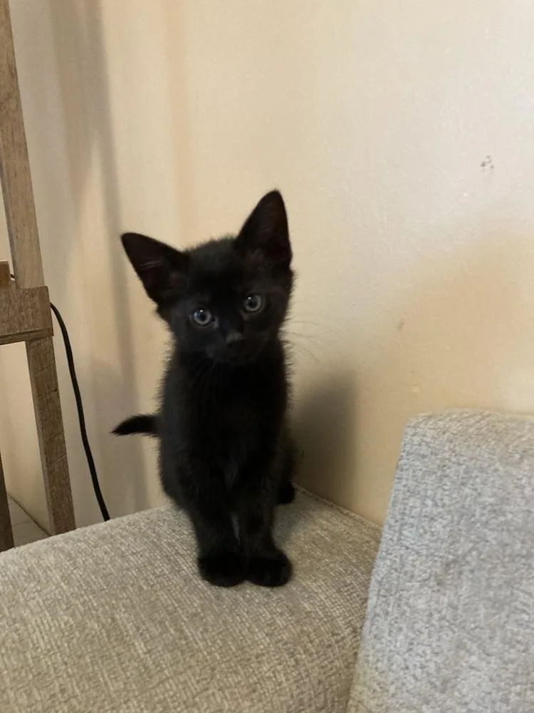 A baby small-sized female Black Domestic Short Hair cat named Kiki for adoption in Ferndale, MI