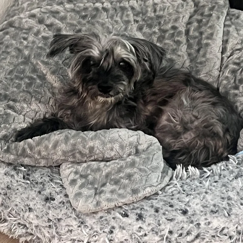 A senior small-sized female Miniature Schnauzer dog named Lorna for adoption in Wesley Chapel, FL