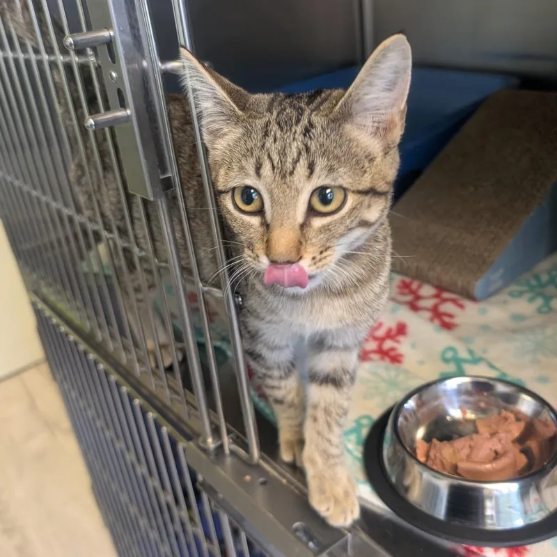 A baby small-sized female Brown / Chocolate Domestic Short Hair cat named Dolly for adoption in Emporia, KS
