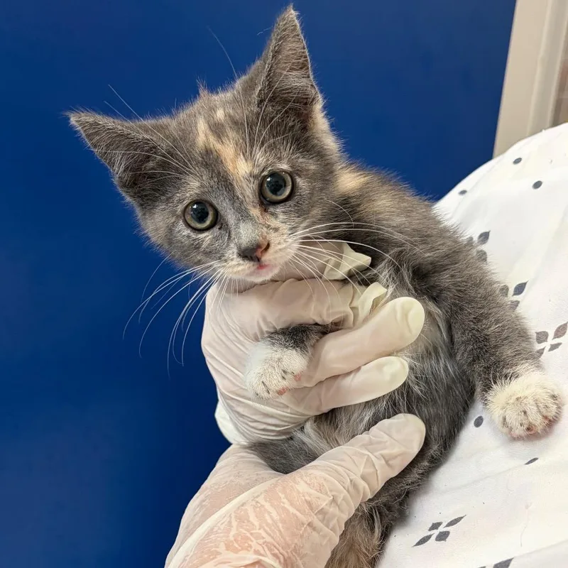 A baby small-sized female Calico Domestic Short Hair cat named Flower for adoption in Long Beach, CA