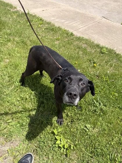 An adult large-sized male Mountain Cur dog named Tank for adoption in Mount Pleasant, IA