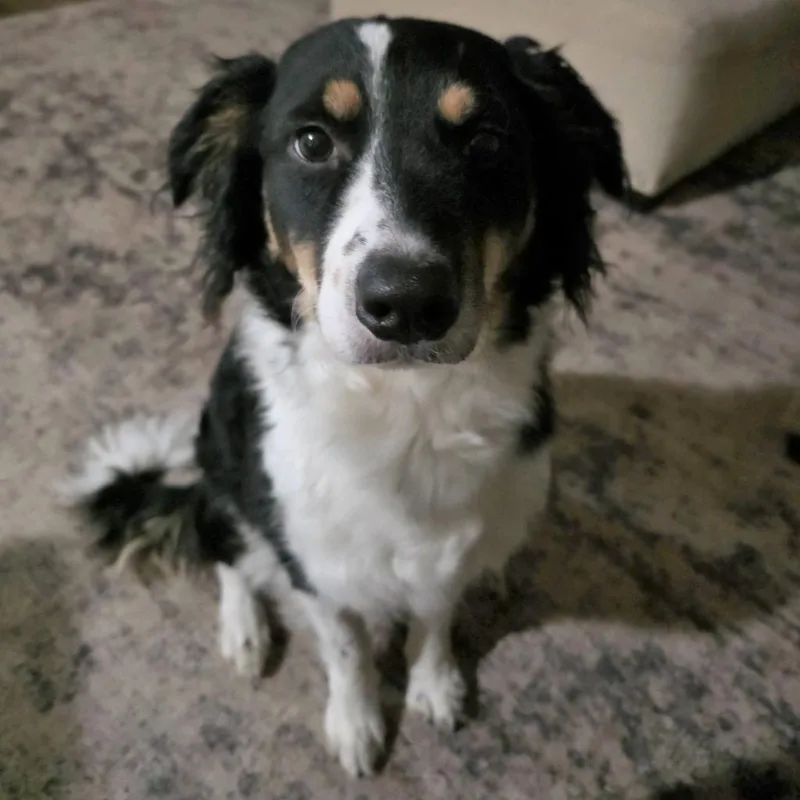 An adult medium-sized female Tricolor (Brown, Black, & White) Border Collie dog named Ziti for adoption in The Woodlands, TX