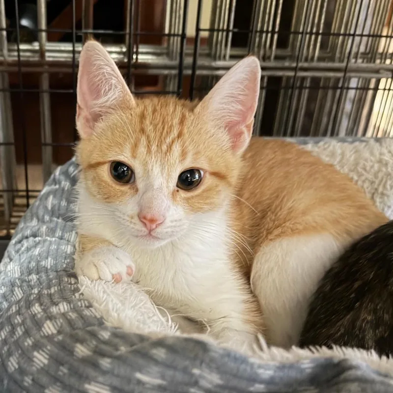 A baby small-sized male White Domestic Short Hair cat named William for adoption in Los Angeles, CA