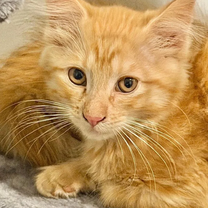 A baby small-sized male Orange / Red Domestic Medium Hair cat named Louie for adoption in Forest Park, IL