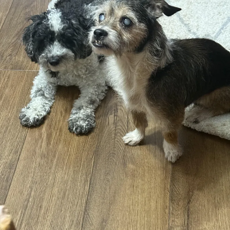 A senior small-sized male Wirehaired Terrier dog named Pepper for adoption in Naperville, IL