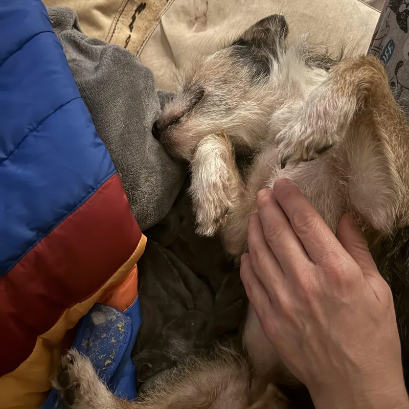 Pepper thumbnail 3