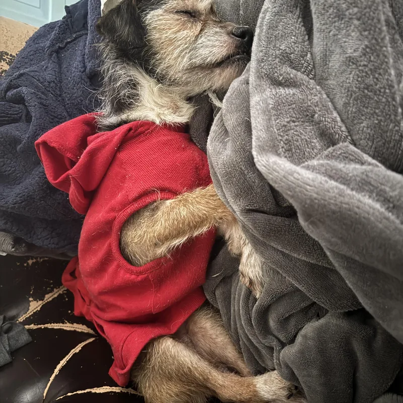Pepper thumbnail 4