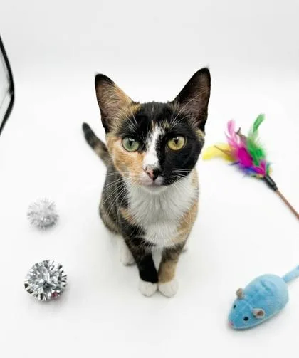 A young small-sized female Domestic Short Hair cat named Asta for adoption in Cumming, GA