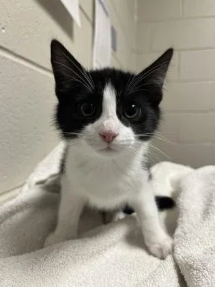 An adult small-sized male Domestic Short Hair cat named Ryuma for adoption in Fairfax, VA