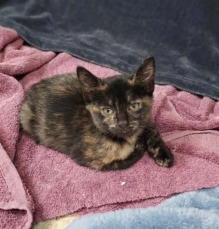 A baby small-sized female Domestic Short Hair cat named Cranberry for adoption in Westfield, WI