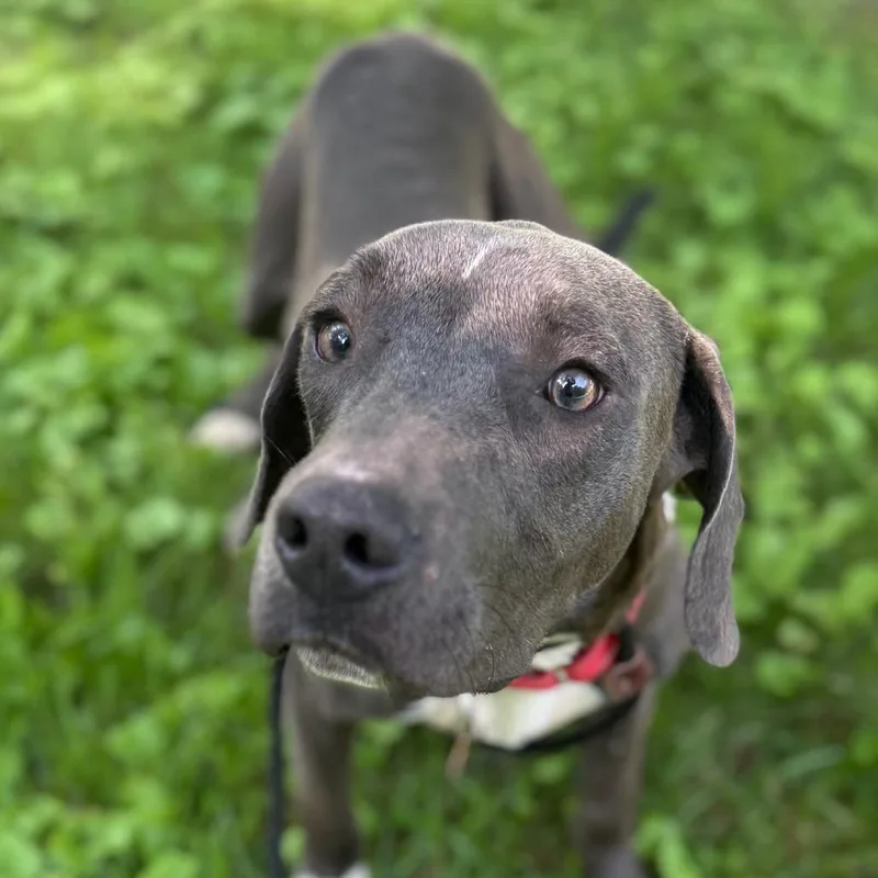 A young medium-sized male Gray / Blue / Silver Mixed Breed dog named Nom Nom for adoption in St. Peters, MO