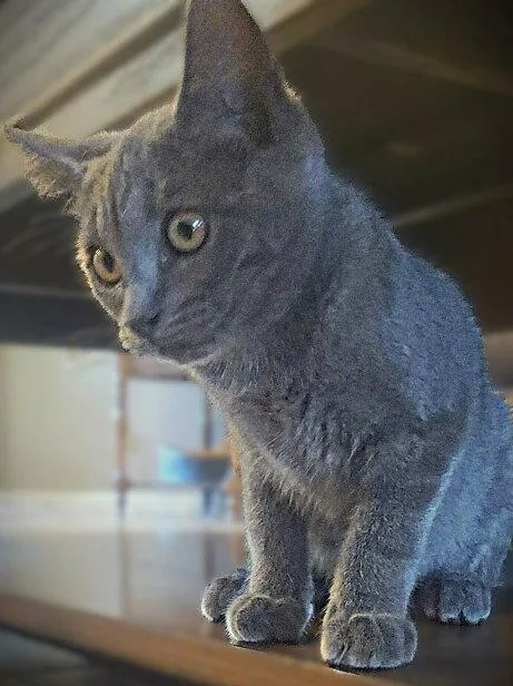 Pippa