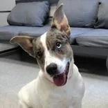 An adult medium-sized female Brindle Mixed Breed dog named Jewel for adoption in Lansing, MI