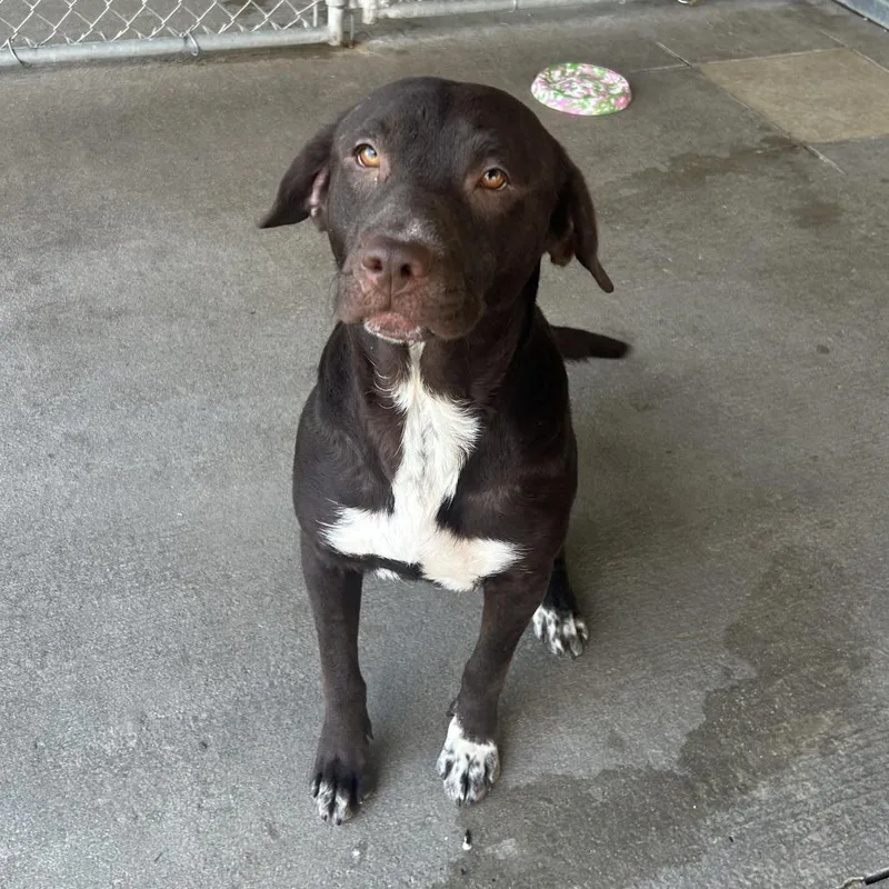 An adult medium-sized female Brown / Chocolate Mixed Breed dog named LaaLaa for adoption in Emporia, KS