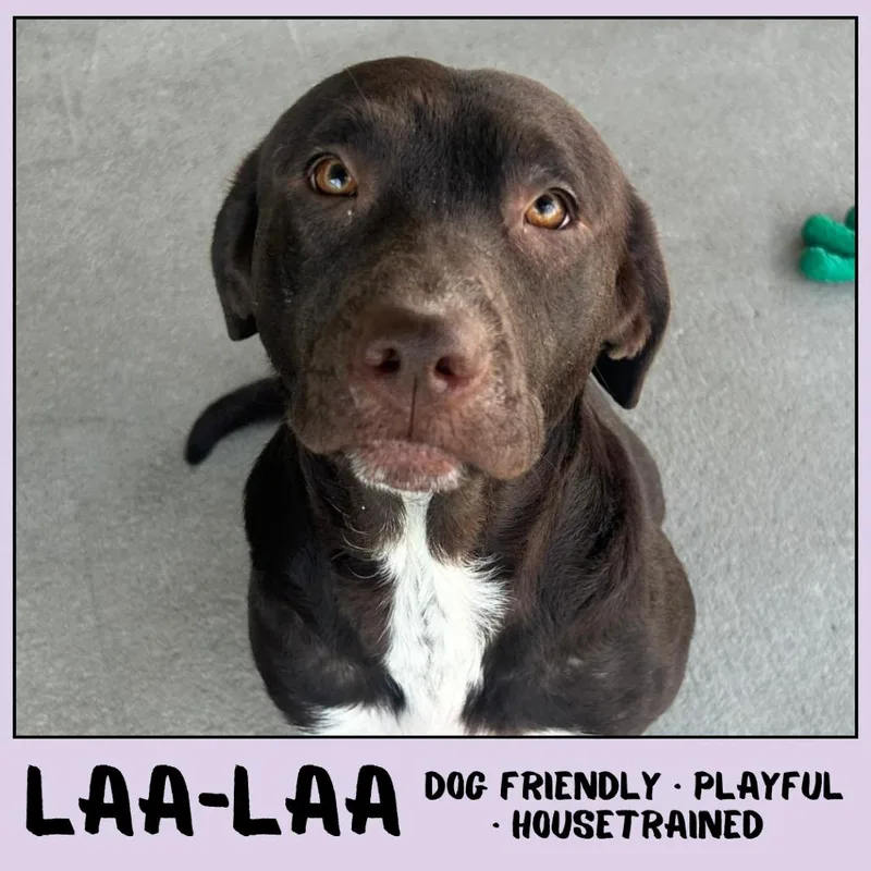 LaaLaa thumbnail 4