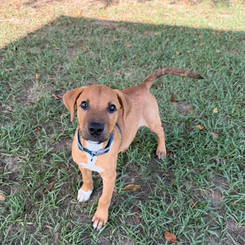 A baby small-sized male Yellow / Tan / Blond / Fawn Hound dog named Curtis Loew for adoption in Carencro, LA