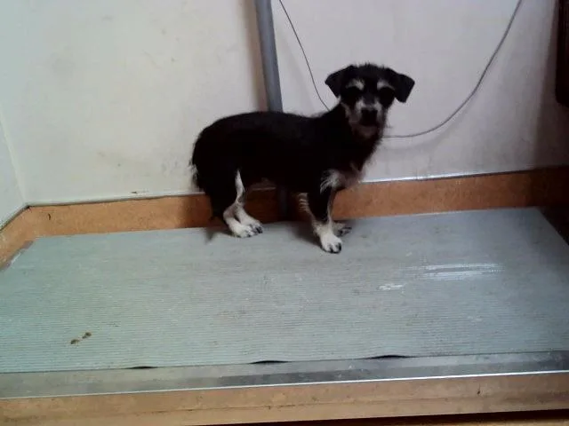 An adult small-sized female Terrier dog named Chalupa for adoption in Martinez, CA