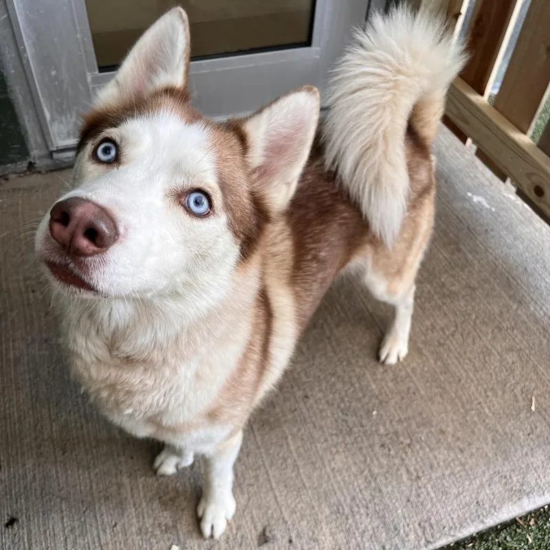 An adult medium-sized male Husky dog named Cedar for adoption in Fairport, NY
