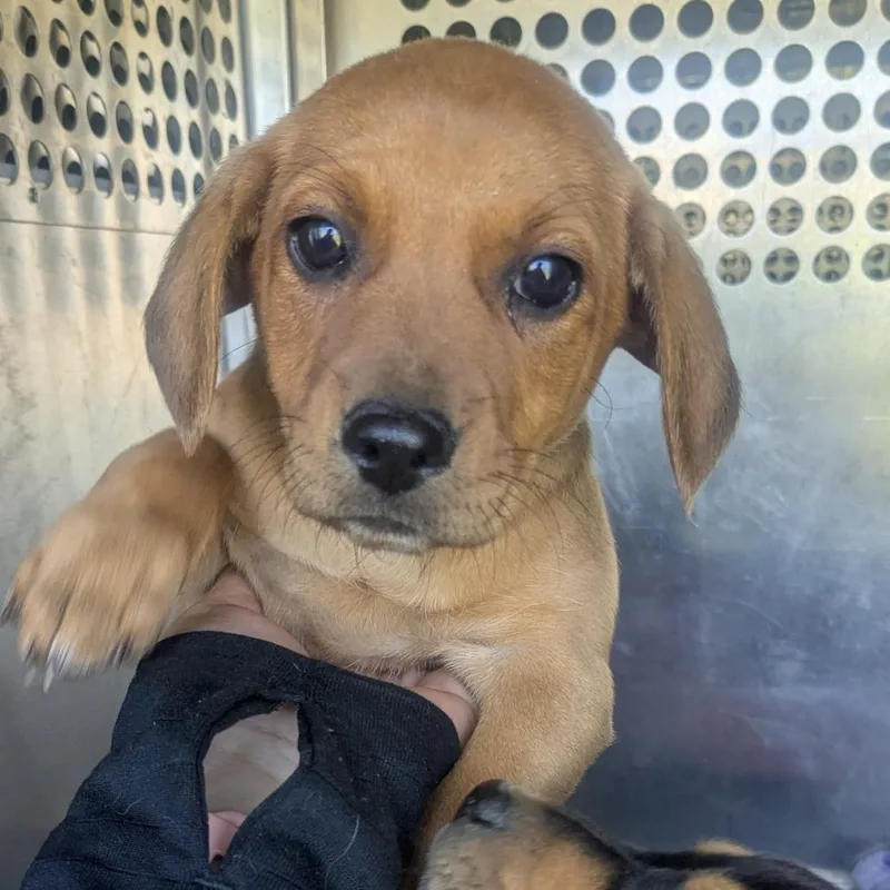 A baby small-sized female Brown / Chocolate Hound dog named Nora for adoption in Birmingham, AL
