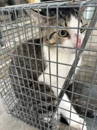 An adult medium-sized unknown Domestic Short Hair cat named Willis for adoption in Port Allen, LA