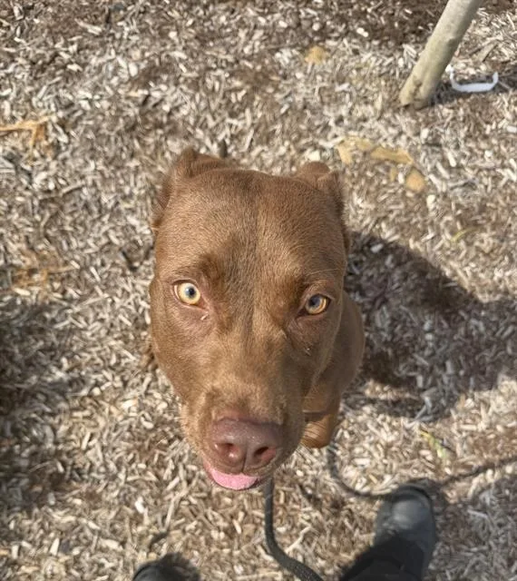 A young medium-sized female Pit Bull Terrier dog named Meerkat for adoption in Indianapolis, IN