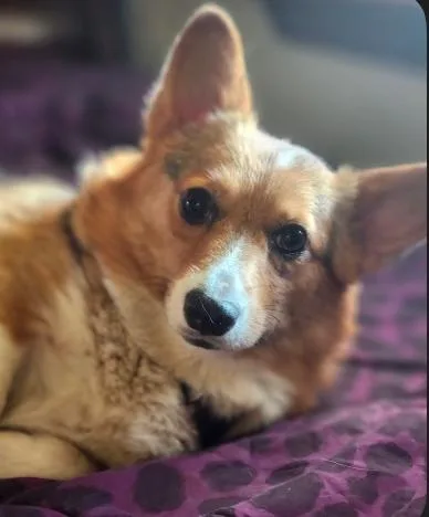 An adult medium-sized female Pembroke Welsh Corgi dog named Emma Corgi for adoption in Arlington, TX