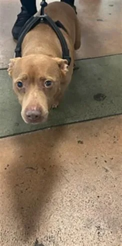 A senior small-sized female American Staffordshire Terrier dog named Roxy for adoption in Van Nuys, CA