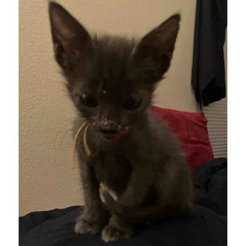 A baby small-sized male Gray / Blue / Silver Domestic Short Hair cat named Rigamarole for adoption in Austin, TX