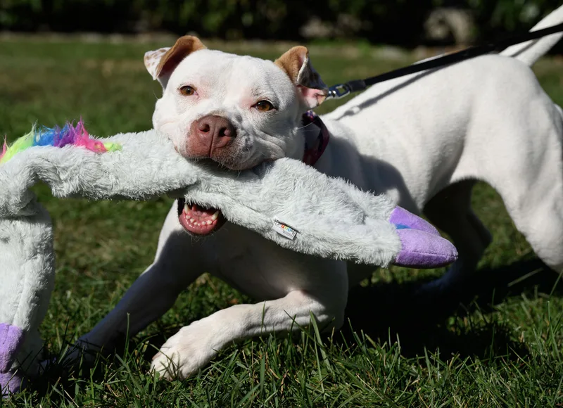 Mini Pearl thumbnail 4