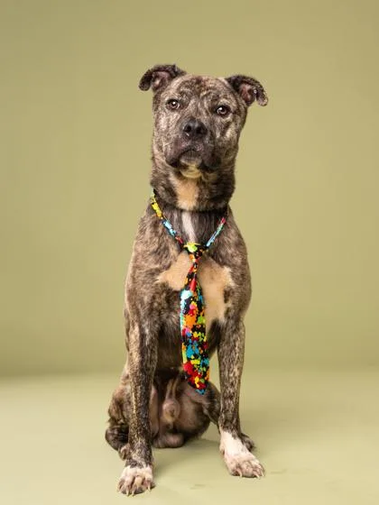An adult large-sized male Labrador Retriever dog named Deuce for adoption in Atlanta, GA