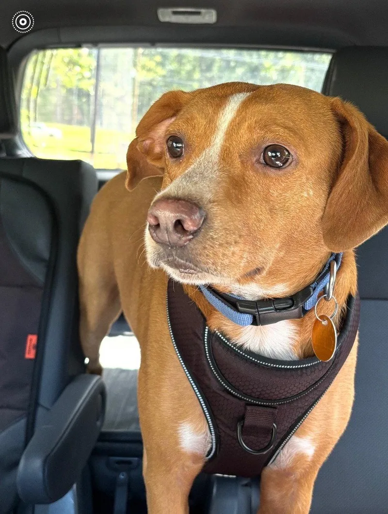 An adult medium-sized male Hound dog named Rowdy for adoption in Southaven, MS